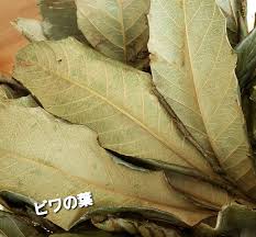 الوسم ビワの葉 على تويتر