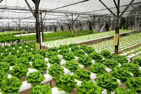 Grow Plants without soil using Hydroponics – TrustBasket