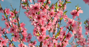 We did not find results for: Delaware State Flower The Peach Blossom Proflowers Blog