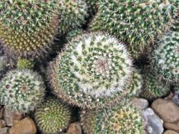 Or a cactus may shrink in response to damage (other than by human decision) to the roots or to the top. Information On Pincushion Cactus Care