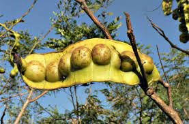 Image result for Entada stuhlmannii