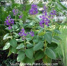 Free delivery and returns on ebay plus items for plus members. Tibouchina