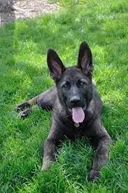 Sable german shepherd puppies for sale near me. Czech German Shepherd Arizona Breeder German Shepherd Puppies Sable German Shepherd Dogs And Puppies