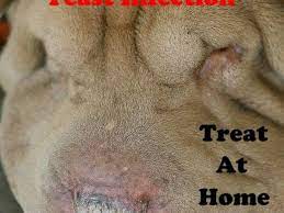 Treat Your Dog S Yeast Infection At Home Without Going To The Vet Pethelpful