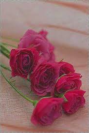 الوردة هذي اهديها لأعز انسانة عندي هي امي iphone background iphone wallpaper cute wallpapers