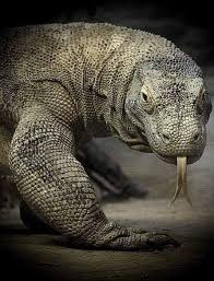 Black And White Tegu Lizard In South Carolina Pin By Ebrahim Saban On Animals Beautiful In 2020 Cute Reptiles Komodo Dragon Reptiles And Amphibians