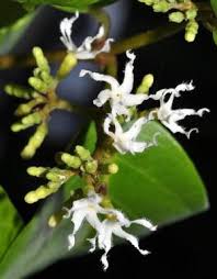 Image result for Hunteria congolana