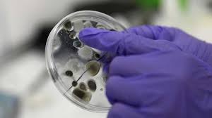 Los científicos están tratando de aprender más sobre nuevas cepas que son más contagiosas. Vacuna Del Covid 19 Puede Combatir Nueva Cepa Del Virus Gestarsalud
