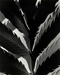 Imogen Cunningham Leaf Pattern Adobe Plant Before 1929 Gelatin Silver Print Printed Ca 1960 11 X 9 Inches Imogen Cunningham Cunningham Leaf Pattern