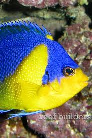 Black And Yellow Fish Saltwater Pin By Harriette Walpole Mccoy On Marine Fish Tank Virtual Ocean Animals Ocean Creatures Life Under The Sea