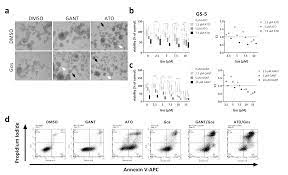 Born november 8, 2000) is a chinese. Cancers Free Full Text Arsenic Trioxide And Gossypol Synergistically Target Glioma Stem Like Cells Via Inhibition Of Hedgehog And Notch Signaling Html