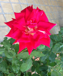 Love Rose Grandiflora Rose From Otto And Son S Nursery In Marge S Garden Rose Love Rose Flowers