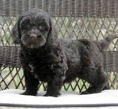 A recognized alaa breeder & previous board member, spring creek labradoodles has served on several committees focused on the development and health testing of the australian labradoodle breed. Highlands Australian Labradoodles Breeders Mini And Small Medium Puppies Australian Labradoodle Labradoodle