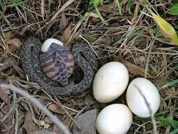 Egg Eating Snake Pictures Funny Pictures Animals Beautiful