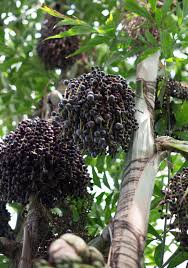 Baie D Acai Un Super Fruit Antioxydant Berry Les Super Aliments Aliments Bio