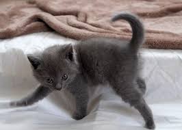 Do pet stores sell kittens? Female Chartreux 1 Chartreux Kitten For Sale In Not Listed New Hampshire Cat Bright Classifieds