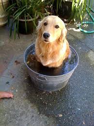 Pin By Yer Ferrada On Mmmmm Food Makes Me Happy Baby Dogs Cute Dogs Cute Animals