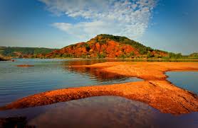 Image result for Selago lacunosa