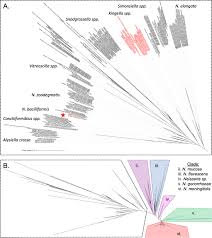 Image result for Neisseriaceae