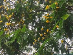 Image result for Peltophorum pterocarpum