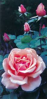 The just joey rose tree is absolute perfection! Pacific Horticulture Observations In A Small Garden Rosa Just Joey