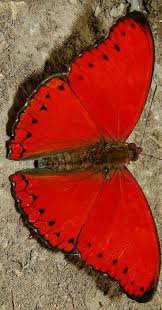 Black And White Striped Butterfly With Red Dots Pin By Nora Rodriguez On Nature With Images Beautiful Butterflies Butterfly Pictures