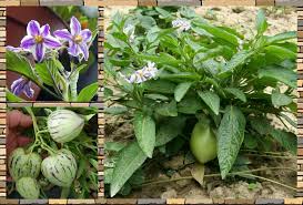 Image result for Solanum muricatum