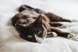 Cancer In Cats Causes Symptoms Treatment All About Cats