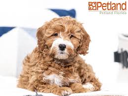Why buy a cockapoo puppy for sale if you can adopt and save a life? Petland Florida Has Cockapoo Puppies For Sale Check Out All Our Available Puppies Cockapoo Petlandpembrokepines Puppy Friends Cute Dogs Cockapoo Puppies