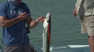 St croix mojo inshore 7 6. Saltwater Experience St Croix Mojo Inshore Youtube