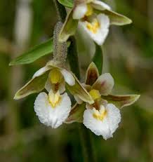 Image result for Epipactis africana