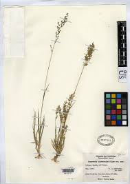 Image result for Eragrostis schweinfurthii