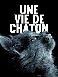 Le jour, il vit avec zoé, la fillette d'une commissaire de police. Une Vie De Chaton En Streaming Molotov Tv