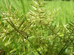 Image result for Pycreus niger