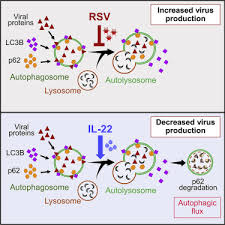 Rsv аденовирус риновирус человека вирус парагриппа hmpv. Interleukin 22 Inhibits Respiratory Syncytial Virus Production By Blocking Virus Mediated Subversion Of Cellular Autophagy Sciencedirect
