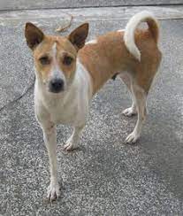 Aspirin poisoning occurs when a dog ingests a toxic dose of aspirin, either through misuse or accidentally. 16 Aspins Askal Ideas Dogs Dog Breeds Breeds