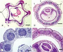 Image result for Commicarpus pilosus