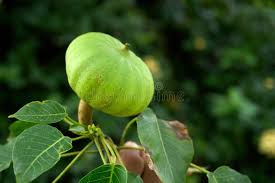 Image result for Hura