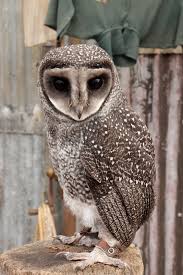 These form one of two main lineages of living owls, the other being the typical owls (strigidae). Sooty Owl Owl Barn Owl Pet Birds