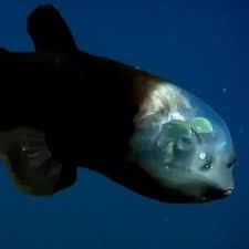 Aquariums Of Instagram On Instagram If You Ve Ever Wondered What The Inside Of A Fish S Head Looks Like Here It Is T In 2020 Fishing Memes Sea Fishing Sea World