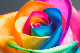 Rainbow flag)‏ هو علم متعدد الألوان يضم ألوان قوس قزح. Rainbow ÙÙŠ Ù†Ø·Ù‚ Ø§Ù„Ø§Ù†Ø¬Ù„ÙŠØ²ÙŠØ©