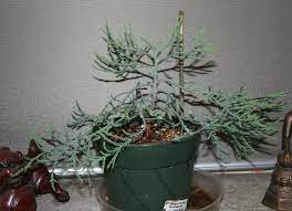 Maybe you would like to learn more about one of these? Giant Sequoia Redwood Pre Bonsai Marin Homestead