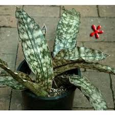 Image result for Pyrenacantha kirkii