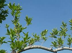 Image result for Combretum erythrophyllum