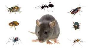 Top pest control services in marietta, ga. Pest Control In Marietta Ga Urban Wildlife Control Diy Pest Control Termite Control Pest Control Services