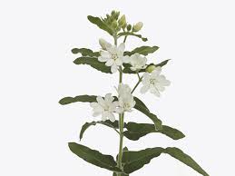 Image result for Oxypetalum