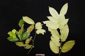 Image result for Strombosia