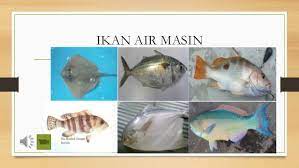 Pemandangan pantai tidak ada hentinya untuk selalu memberikan keindahan kepada seluruh makhluk hidup. Jenis Jenis Ikan Di Malaysia