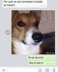 Memes Del Perro Firulais This sub is for memes, comic strips and other dank pics in spanish. memes del perro firulais