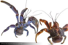 Image result for Craibia zimmermannii